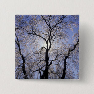 USA, Kentucky, Lexington. Gegenlicht Baum und Button