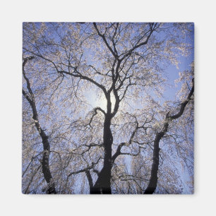 USA, Kentucky, Lexington. Gegenlicht Baum und Magnet