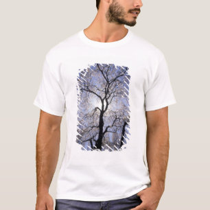 USA, Kentucky, Lexington. Gegenlicht Baum und T-Shirt