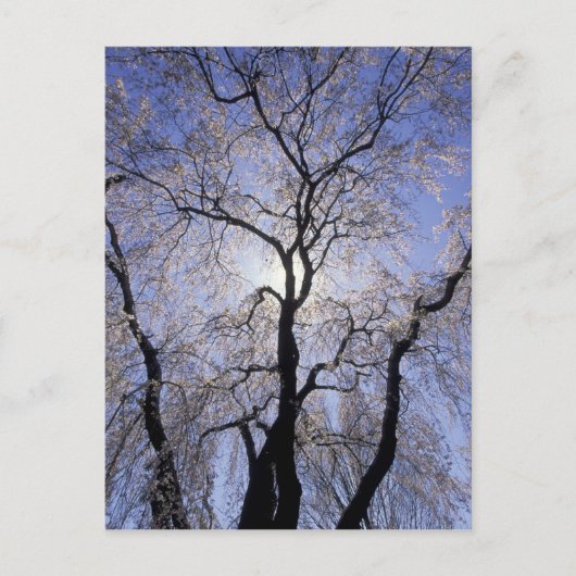 USA, Kentucky, Lexington. Hintergrundleuchte und Postkarte (Vorderseite)