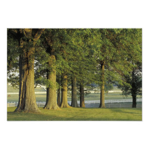 USA, Kentucky, Lexington. Reihe von Bäumen und Fotodruck