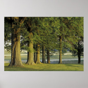 USA, Kentucky, Lexington. Reihe von Bäumen und Poster
