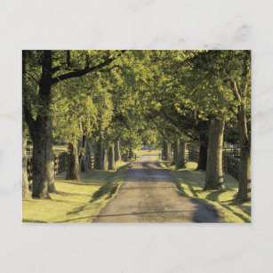 USA, Kentucky, Lexington. von Bäumen gesäumte Fahr Postkarte