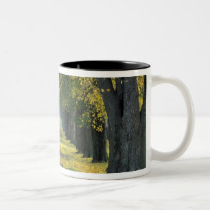 USA, Kentucky, Louisville. Baumbestandene Straße i Zweifarbige Tasse