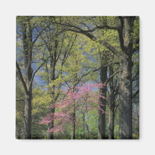 USA, Kentucky, Louisville. Eastern Redbud Magnet