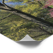 USA, Kentucky, Louisville. Eastern Redbud Poster (Ecke)