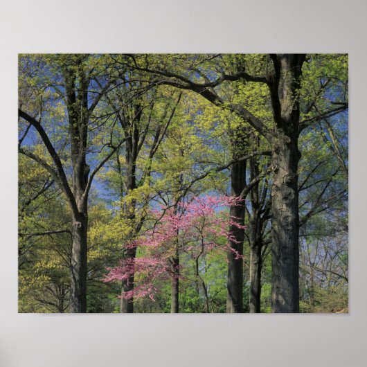 USA, Kentucky, Louisville. Eastern Redbud Poster (Vorne)