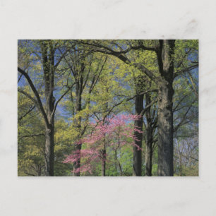 USA, Kentucky, Louisville. Eastern Redbud Postkarte