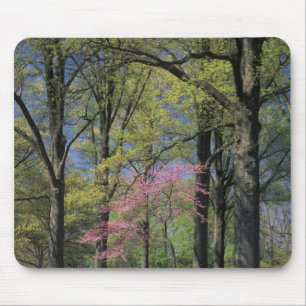 USA, Kentucky, Louisville. Östliche Redbud Mousepad
