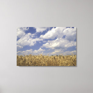 USA, Kentucky, Louisville. Weizen und Leinwanddruck