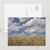 USA, Kentucky, Louisville. Weizen und Postkarte (Vorne/Hinten)