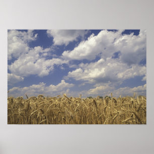 USA, Kentucky, Louisville. Wheat crop and Poster