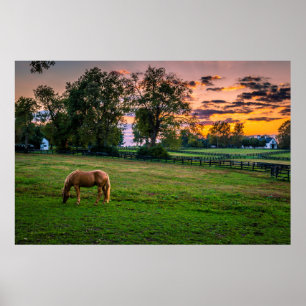 USA, Lexington, Kentucky. Einzelnes Pferd bei Sonn Poster