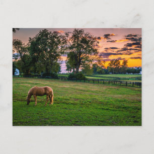 USA, Lexington, Kentucky. Einzelnes Pferd bei Sonn Postkarte