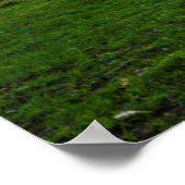 USA, Lexington, Kentucky. Einzelpferd bei Sonnenun Poster (Ecke)