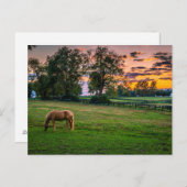 USA, Lexington, Kentucky. Einzelpferd bei Sonnenun Postkarte (Vorne/Hinten)