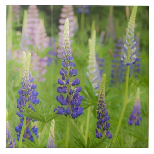 USA, Maine, Acadia National Park. Bereich Fliese (Vorderseite)