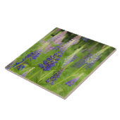 USA, Maine, Acadia National Park. Bereich Fliese (Seite)