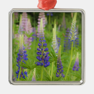 USA, Maine, Acadia National Park. Bereich Ornament Aus Metall