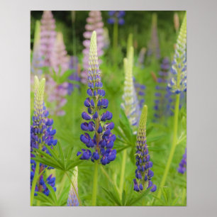 USA, Maine, Acadia National Park. Bereich Poster