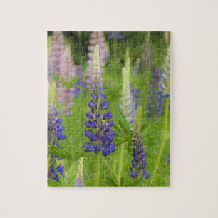 USA, Maine, Acadia National Park. Feld mit Puzzle