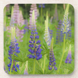 USA, Maine, Acadia National Park. Feld mit Untersetzer