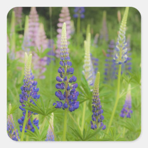 USA, Maine, Acadia National Park. Feld von Quadratischer Aufkleber