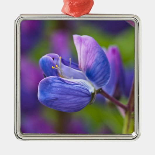 USA, Maine, Acadia National Park. Nahe Silbernes Ornament (Vorne)