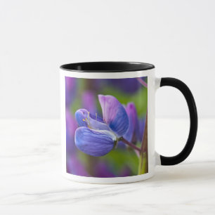 USA, Maine, Acadia National Park. Nahe Tasse