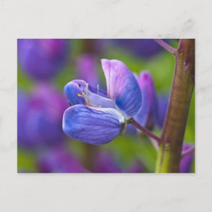 USA, Maine, Acadia National Park. Naher Postkarte