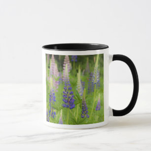 USA, Maine, Acadia-Nationalpark. Feld mit Tasse