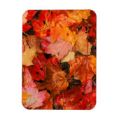 USA, Maine Blätter für Herbstmaple Magnet (Vertikal)