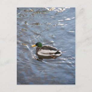 USA, Maine, Camden, Mallard Duck am See Postkarte