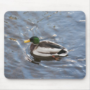 USA, Maine, Camden, Stockenten-Ente auf See Mousepad