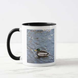 USA, Maine, Camden, Stockenten-Ente auf See Tasse