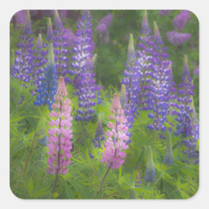 USA, Maine, Southwest Harbor. Blüten-Lupine Quadratischer Aufkleber