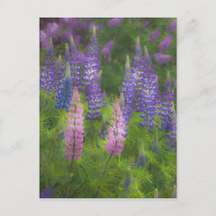 USA, Maine, Southwest Harbor. Blütenlupine Postkarte