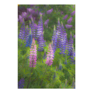 USA, Maine, Südwest Hafen. Blühende Lupine Fotodruck