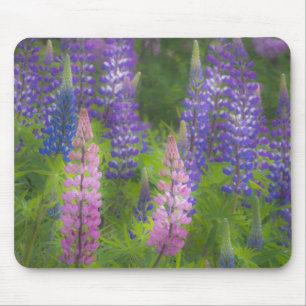 USA, Maine, Südwest Hafen. Blühende Lupine Mousepad