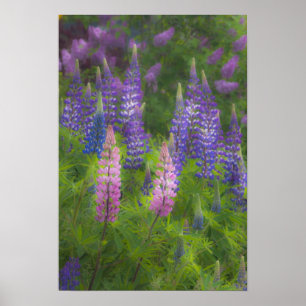 USA, Maine, Südwest Hafen. Blühende Lupine Poster