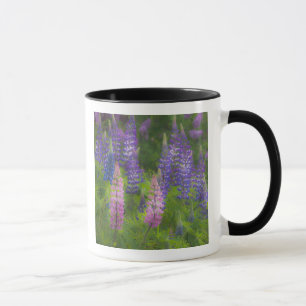 USA, Maine, Südwest Hafen. Blühende Lupine Tasse