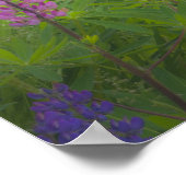 USA, Maine, Südwesthafen. Blühende Lupine Poster (Ecke)