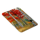 USA, Maine, Wyman Lake. Birkenwald Magnet (Rechte Seite)