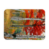 USA, Maine, Wyman Lake. Birkenwald Magnet (Horizontal)