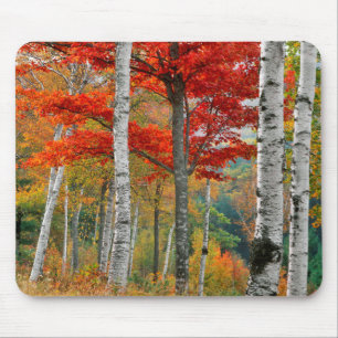 USA, Maine, Wyman Lake. Wald aus Birken Mousepad