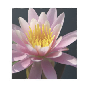 USA, Massachusetts, Great Barrington, Lilienpolste Notizblock