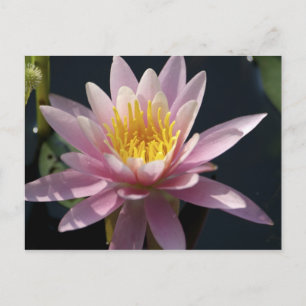 USA, Massachusetts, Great Barrington, Seerosenblat Postkarte