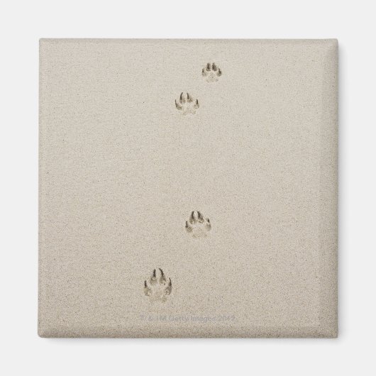 USA, Massachusetts, Hundebahn auf Sand Magnet (Vorne)