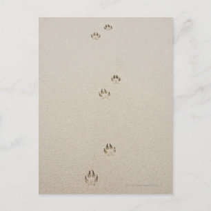 USA, Massachusetts, Hundebahn auf Sand Postkarte