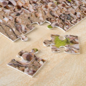 USA, Massachusetts, Nantucket. Muschel Puzzle (Seite)